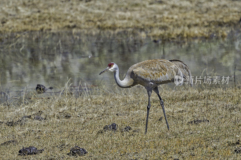 沙丘鹤(Antigone canadensis)是北美洲的一种大型鹤，发现于怀俄明州的黄石国家公园。